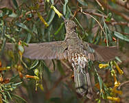 Colibri géant