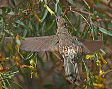 Giant Hummingbird