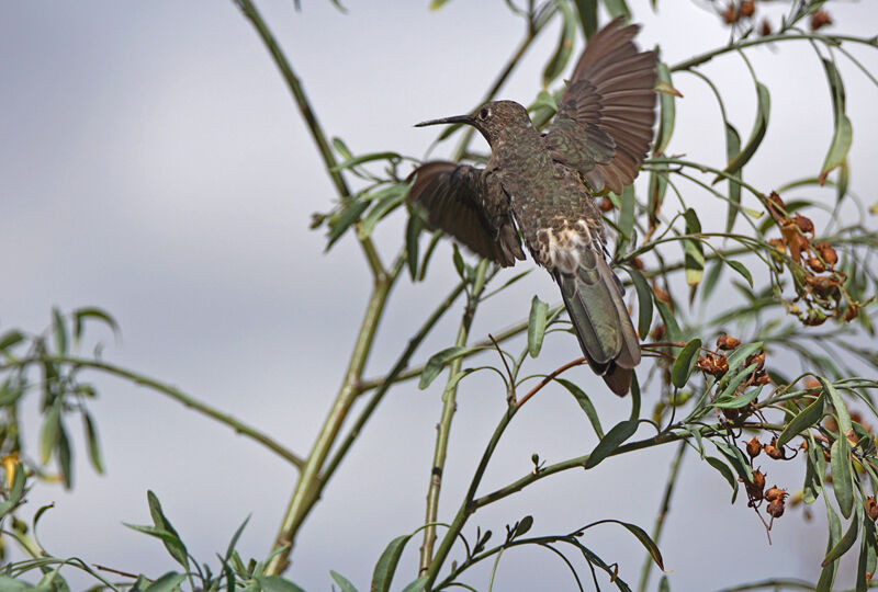 Colibri géant