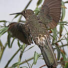 Colibri géant