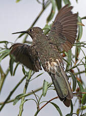 Colibri géant