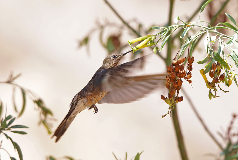 Colibri géant