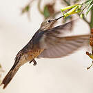 Colibri géant