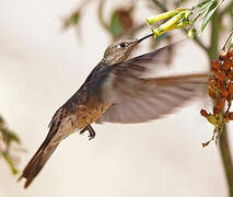 Giant Hummingbird