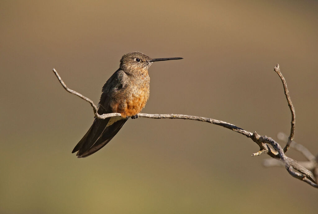 Colibri géant