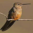 Colibri géant