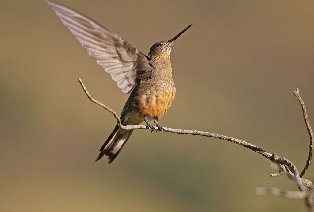 Colibri géant