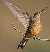 Giant Hummingbird