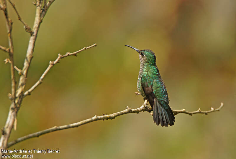 Colibri griveléadulte