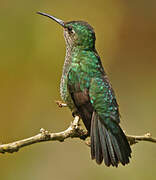 Many-spotted Hummingbird