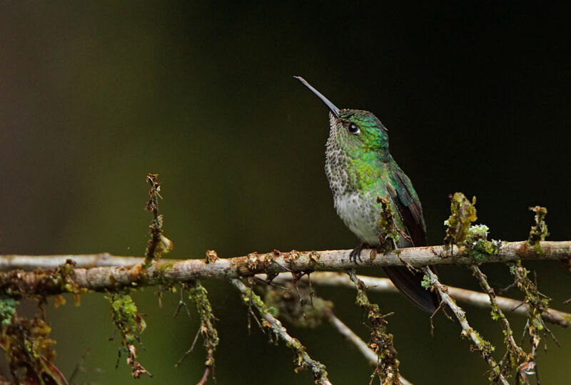 Colibri grivelé