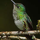 Colibri grivelé