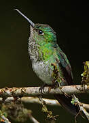 Many-spotted Hummingbird