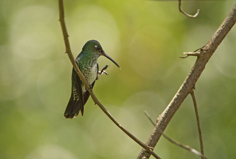 Many-spotted Hummingbird