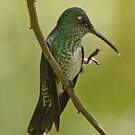 Colibri grivelé