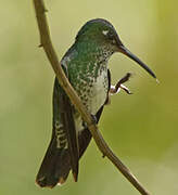 Many-spotted Hummingbird