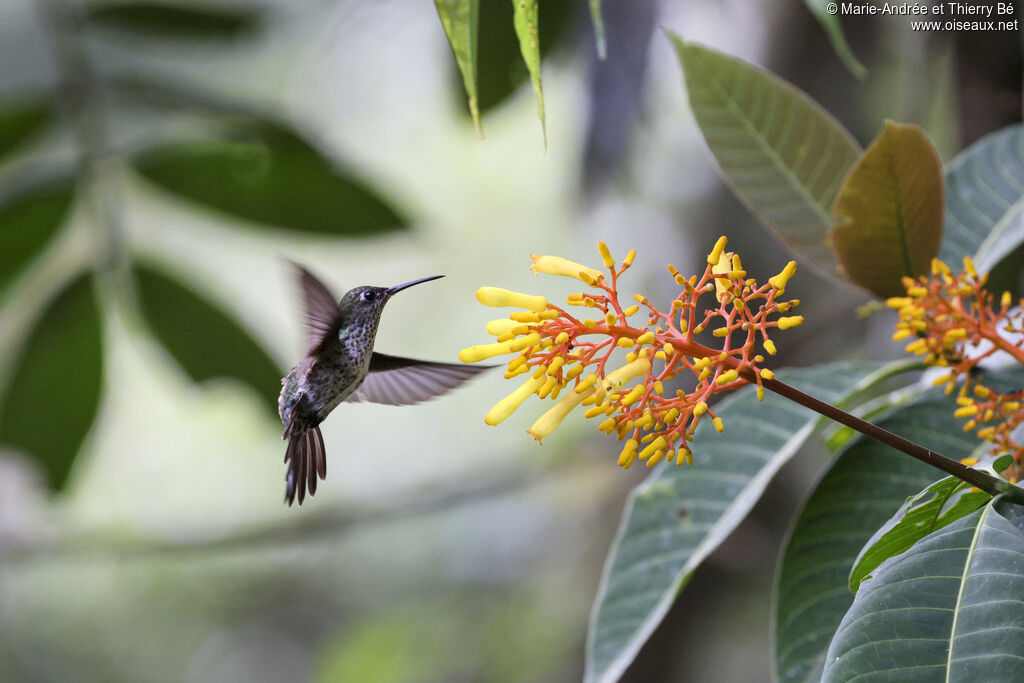 Colibri grivelé