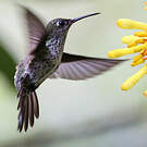 Colibri grivelé