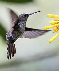 Colibri grivelé