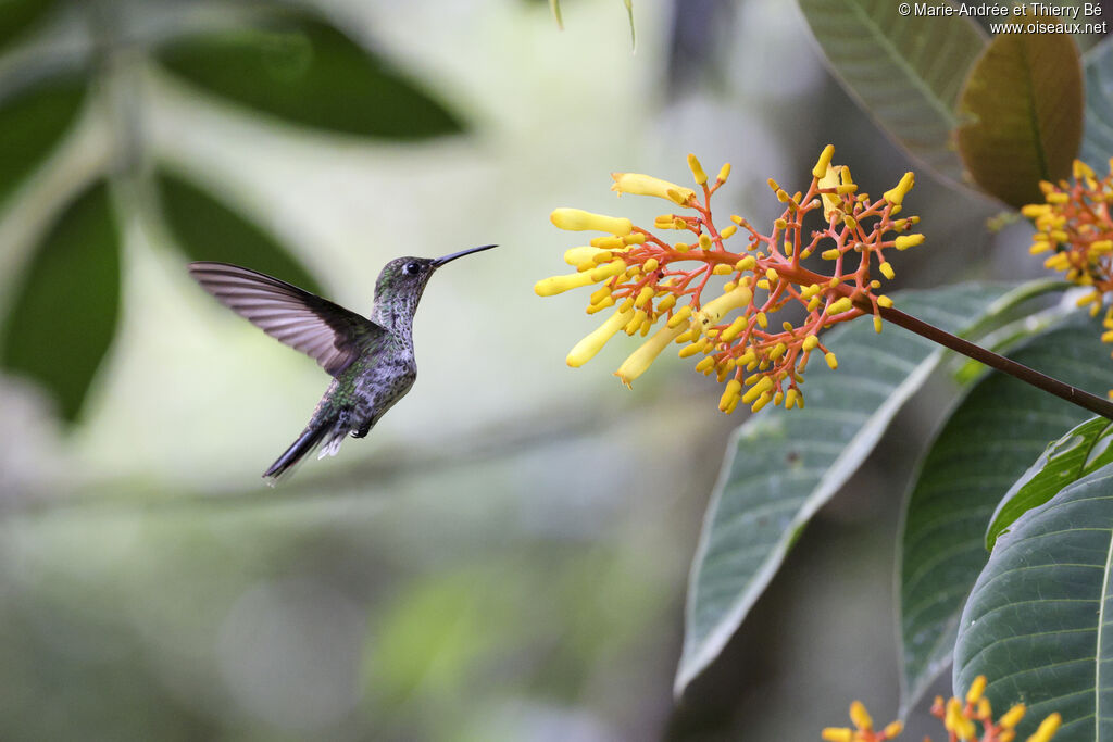 Colibri grivelé