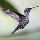 Colibri grivelé
