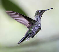 Many-spotted Hummingbird