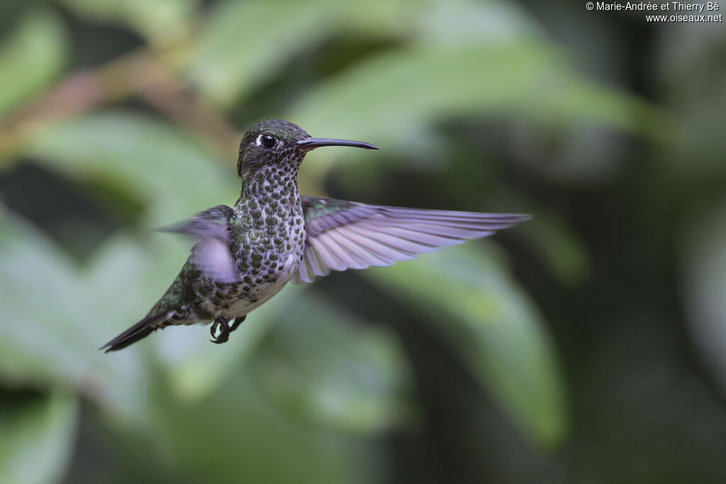 Colibri grivelé