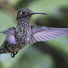 Colibri grivelé