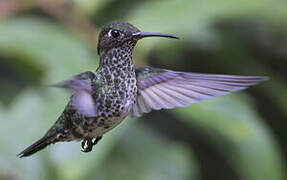 Many-spotted Hummingbird