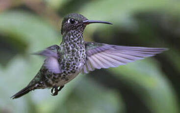 Colibri grivelé