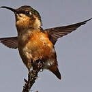 Colibri héliodore