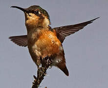 Colibri héliodore