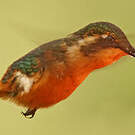 Colibri héliodore