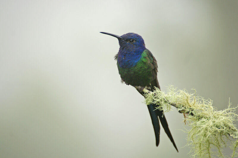 Swallow-tailed Hummingbird