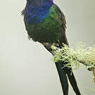 Colibri hirondelle