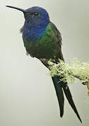 Swallow-tailed Hummingbird