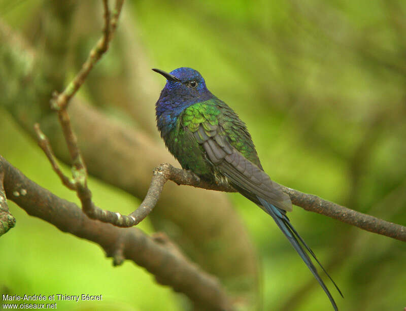 Colibri hirondelleadulte, identification