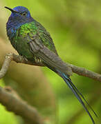 Swallow-tailed Hummingbird