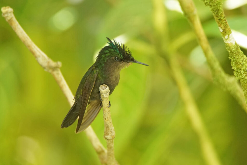 Colibri huppé