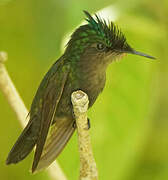 Antillean Crested Hummingbird