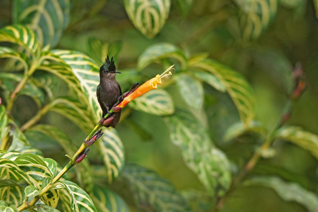 Antillean Crested Hummingbird