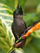 Antillean Crested Hummingbird