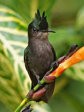 Colibri huppé