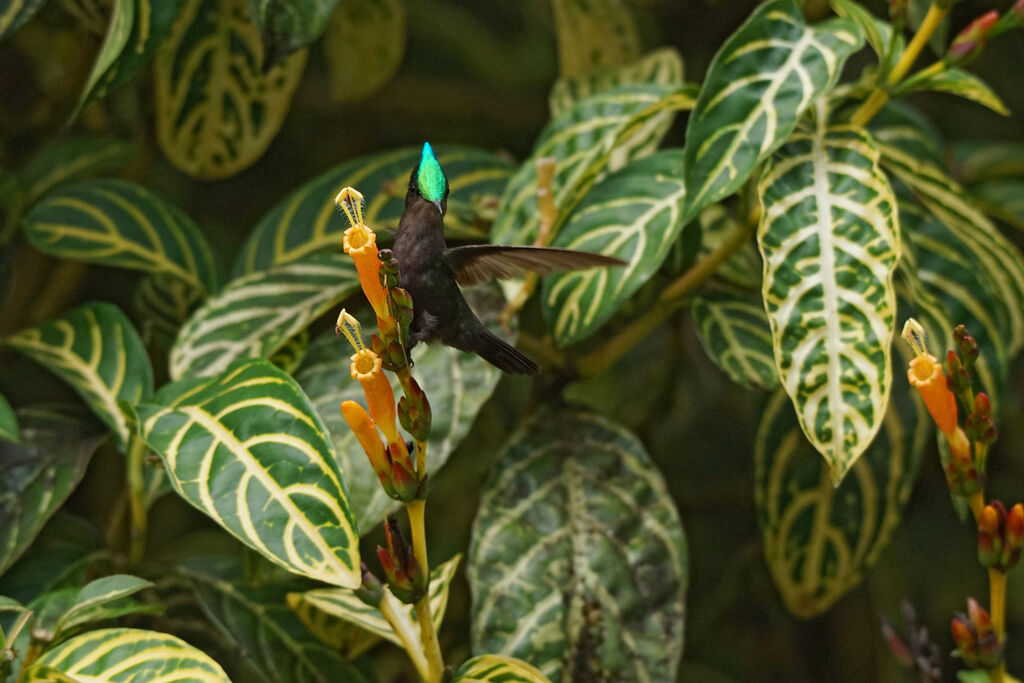 Antillean Crested Hummingbird