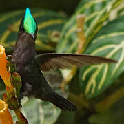 Antillean Crested Hummingbird