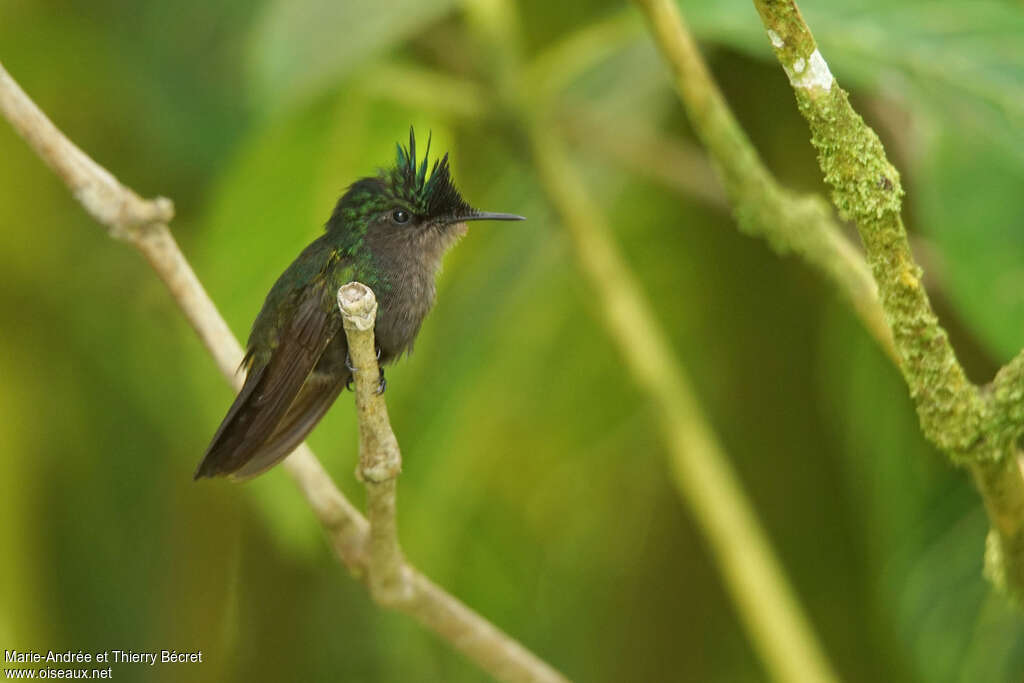 Colibri huppé, identification