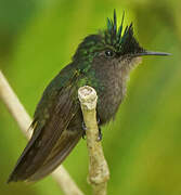 Antillean Crested Hummingbird