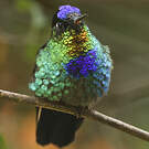 Colibri insigne