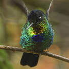 Colibri insigne