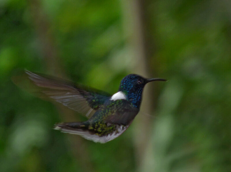 Colibri jacobin